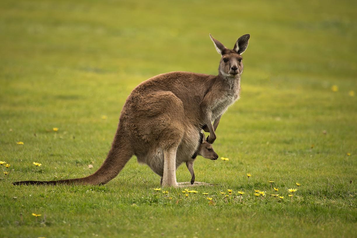 Lure Bed And Breakfast Normanville Bagian luar foto